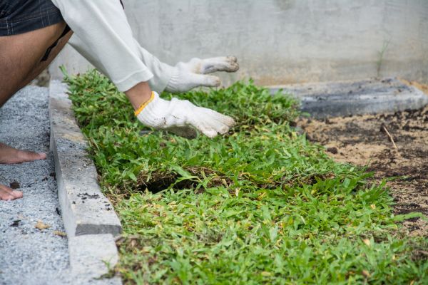 Ground Cover Planting in Clearwater