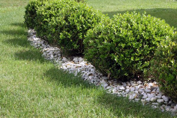 Boxwood Planting in Clearwater