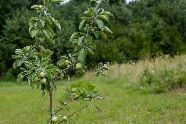 Apple Tree Planting in Clearwater