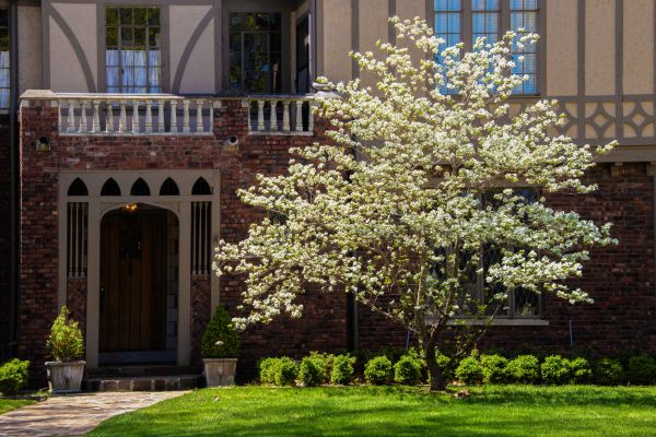 Dogwood Tree Planting in Clearwater